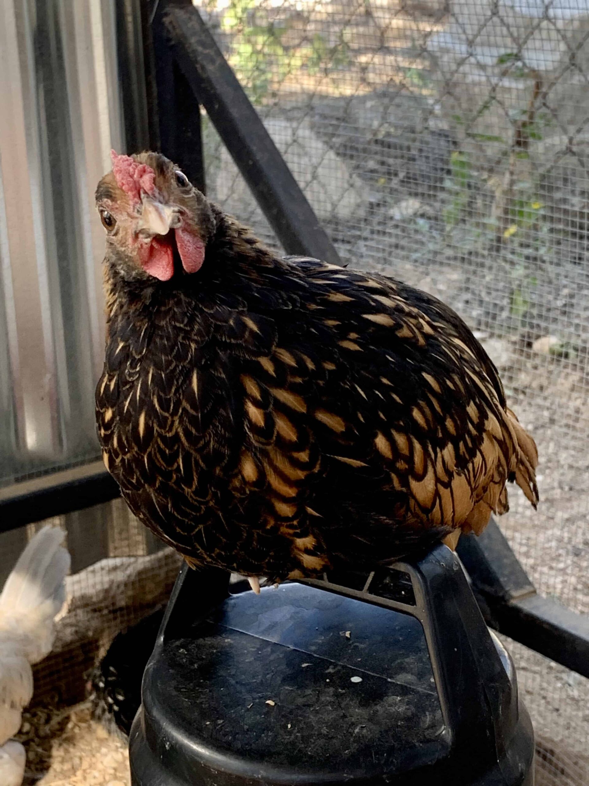 What I Wish I Knew Before Getting Chickens