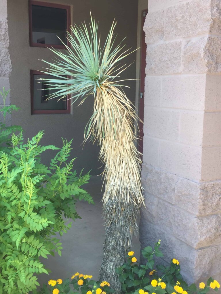 yucca tree