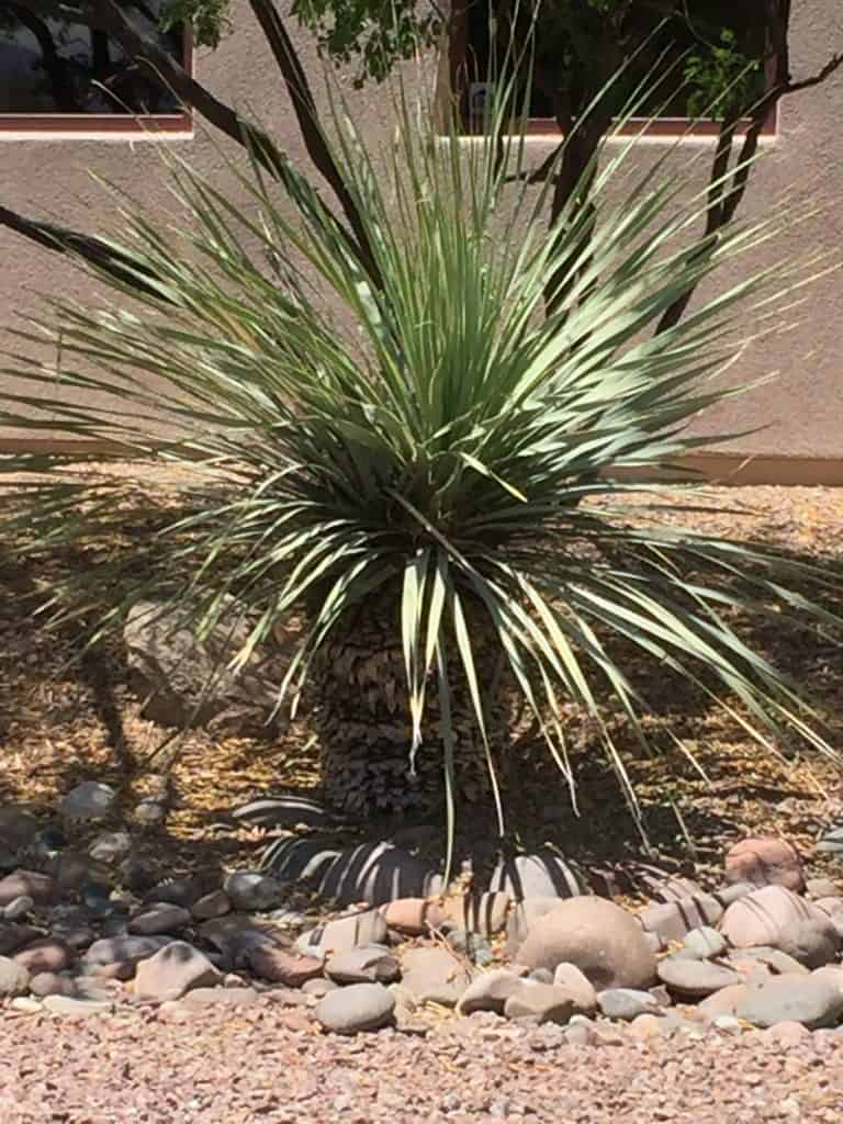 yucca plant leaves 