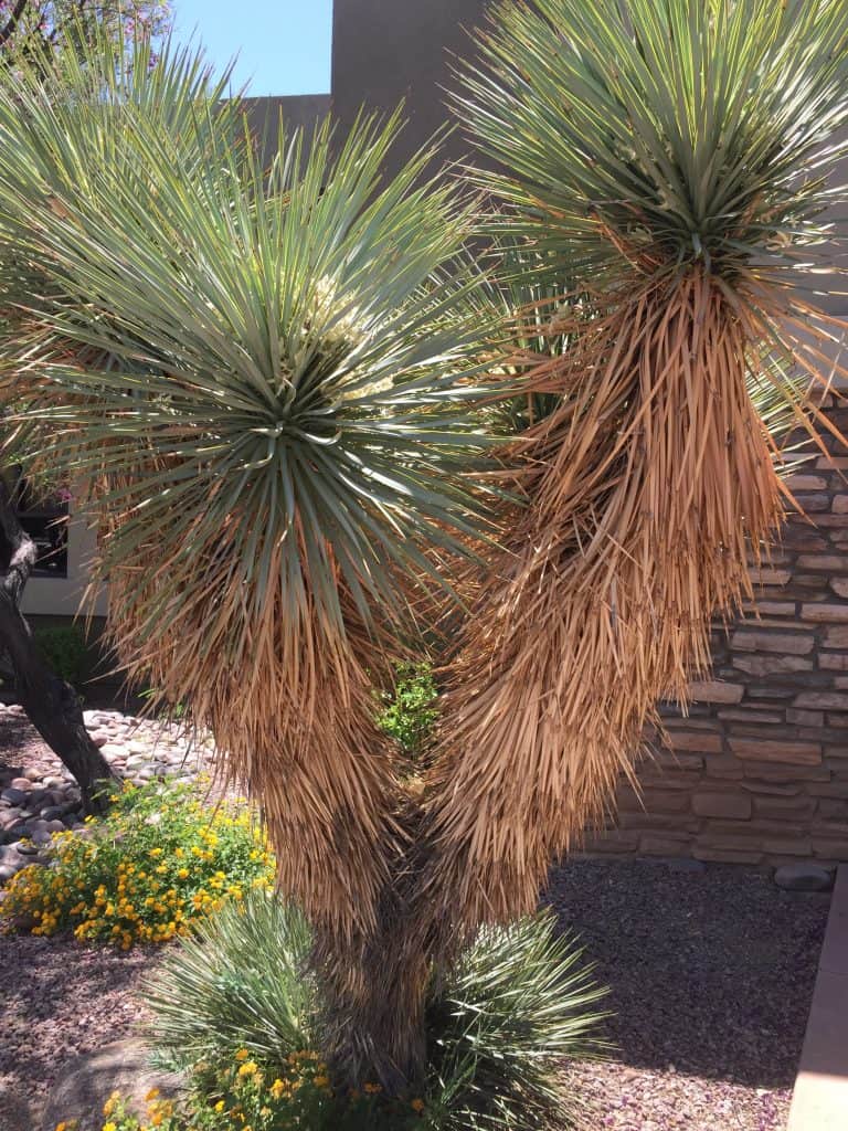 yucca plant ornamental