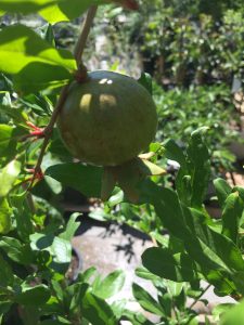 pomegranate plant