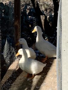 Pekin ducks