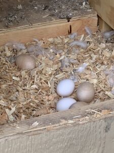 America's Choice Eco Flake Wood Animal Bedding in nesting box