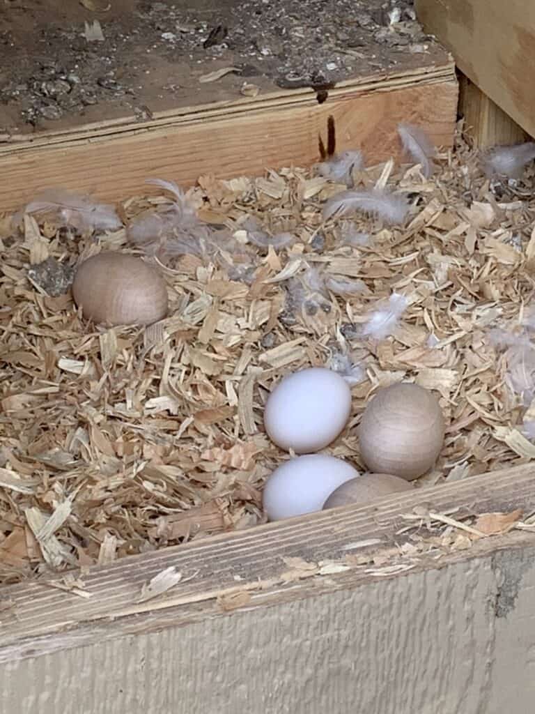 America's Choice Eco Flake Wood Animal Bedding in nesting box