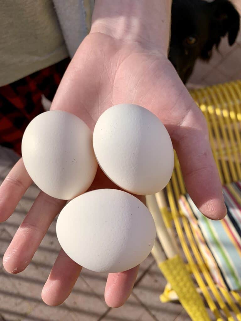 Califorrnia White chicken eggs