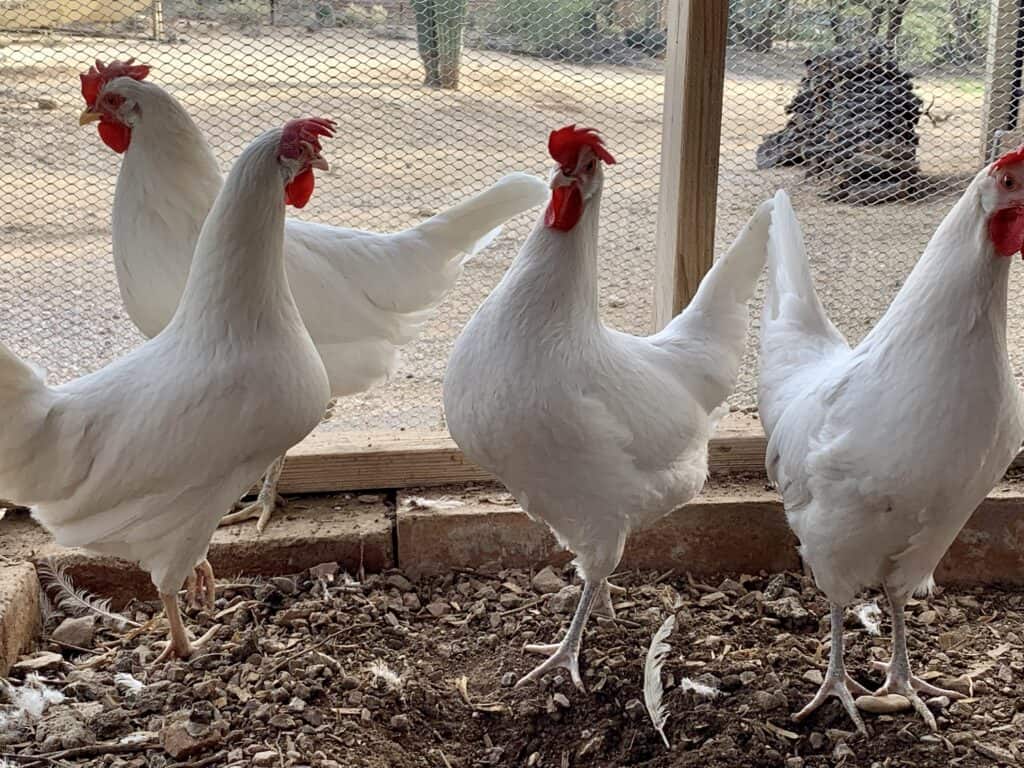 California White chickens