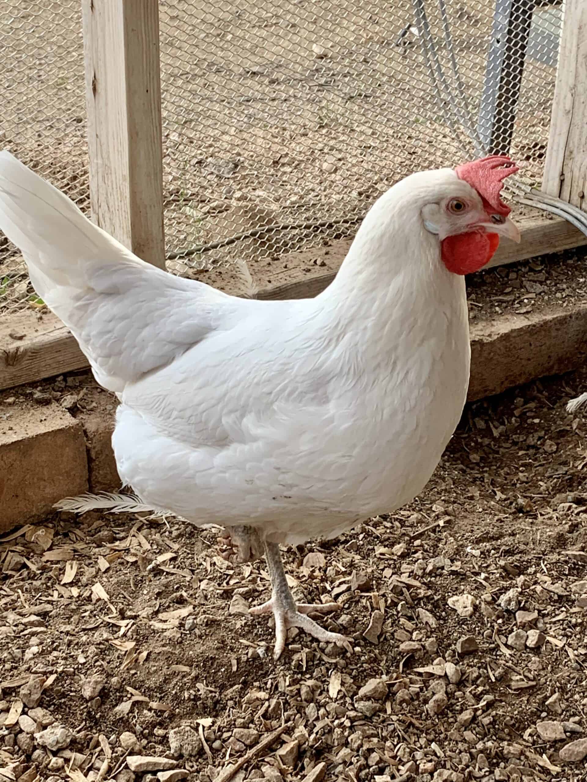 Things to Consider Before Raising Chickens