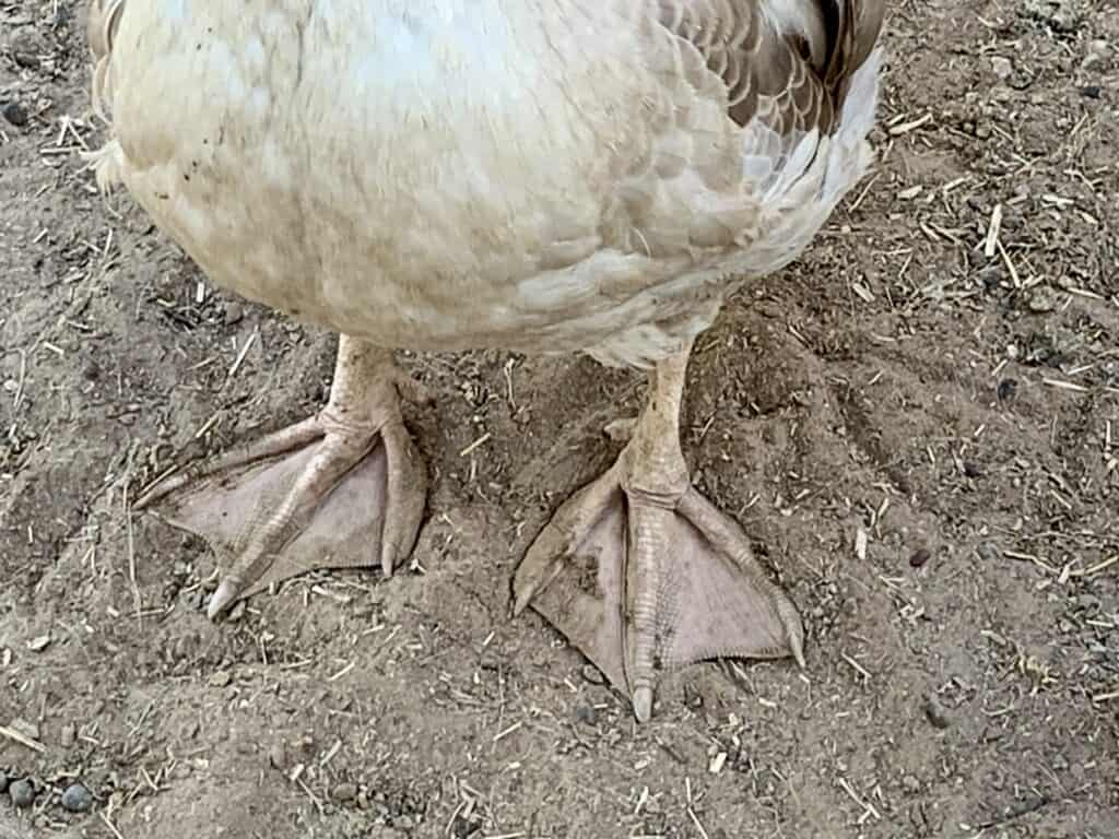 Sebastopol goose webbed feet