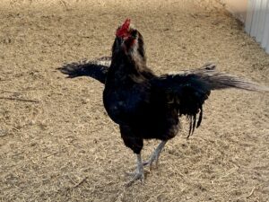 can roosters be eaten