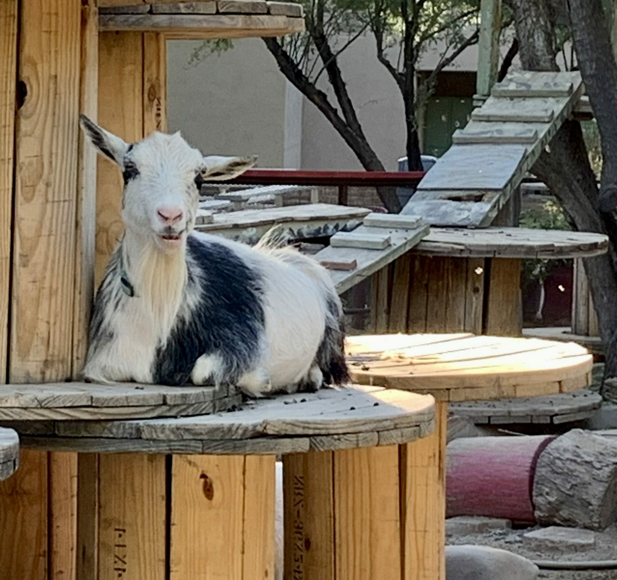 goat playground ideas