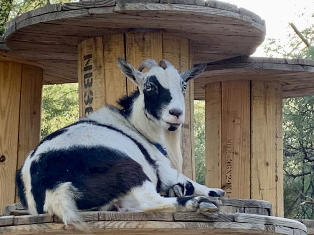 goat on cable spool