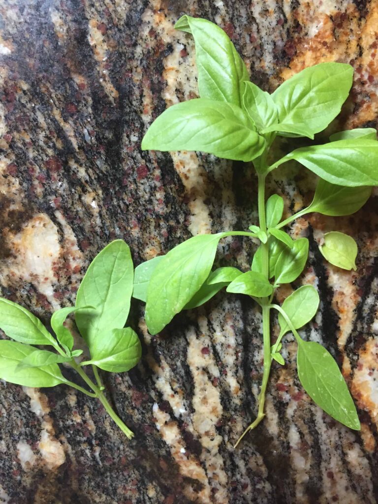 how to pick basil