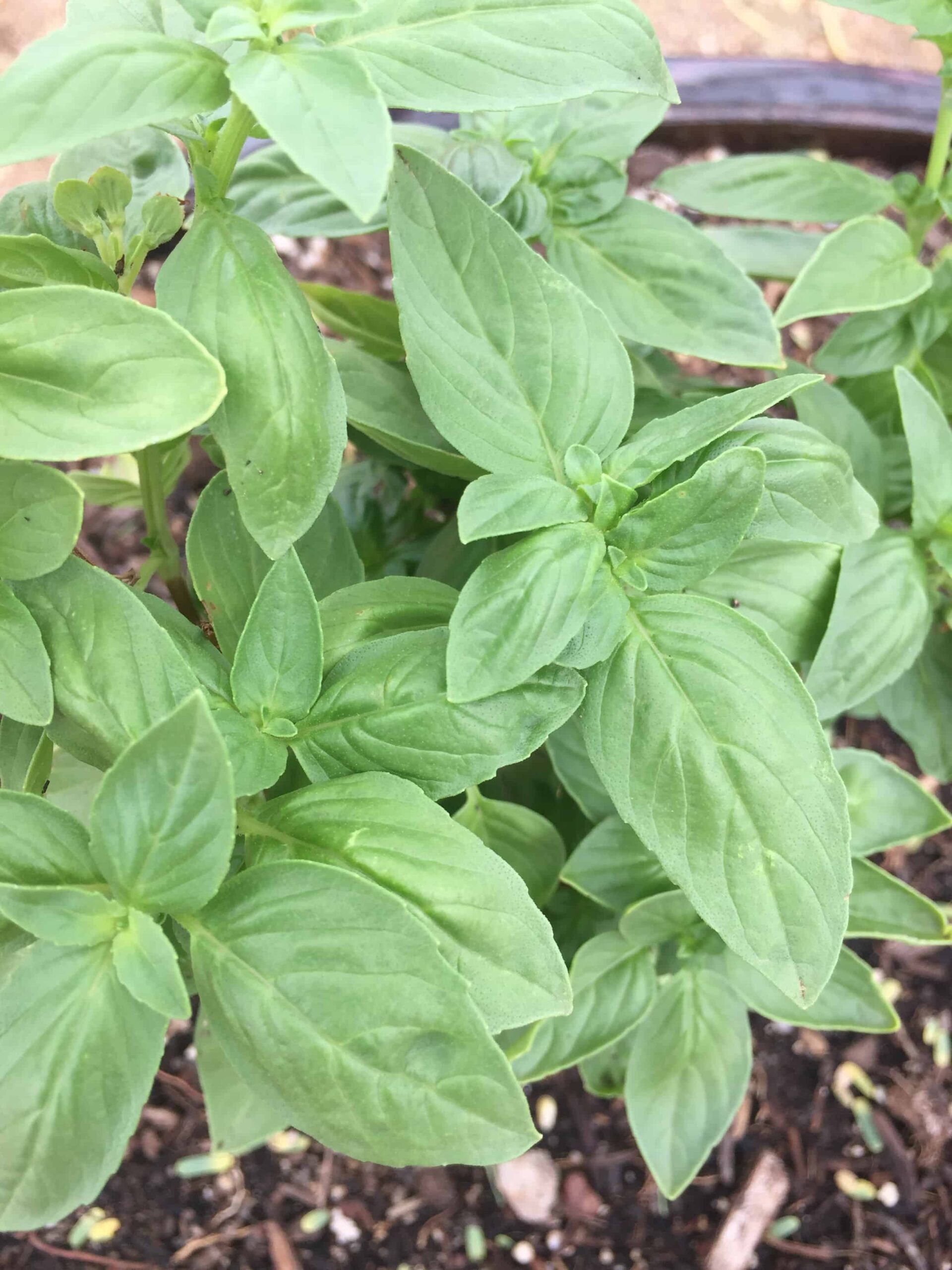 how to prune basil