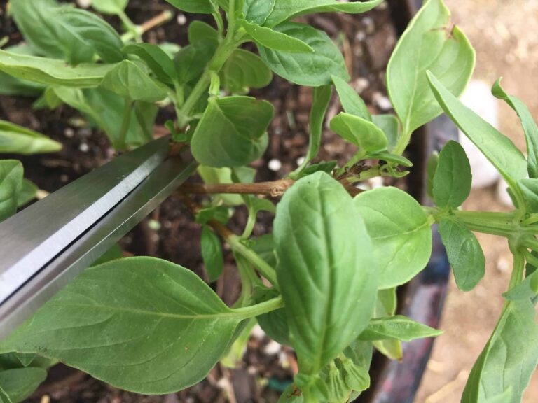 How to Prune Basil for Tremendous Growth