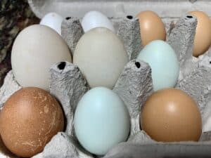 duck eggs in carton with chicken eggs