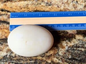 duck egg size