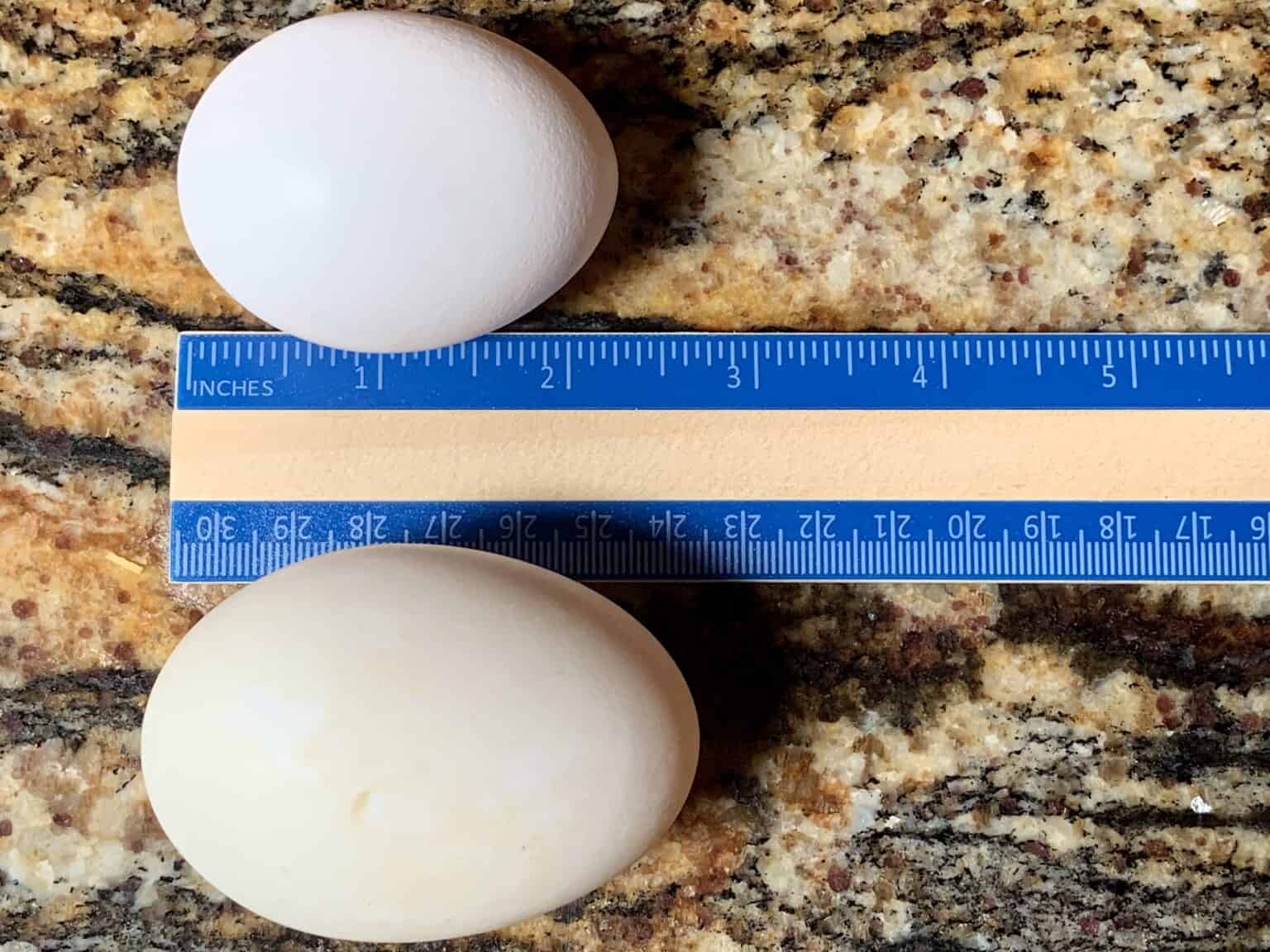 Duck Eggs vs Chicken Eggs Size and Taste Comparison Guide
