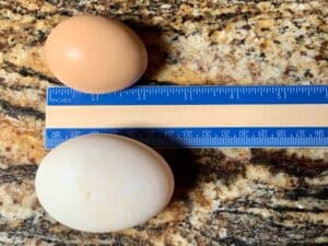 brown egg vs duck egg size