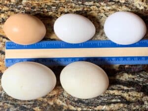 chicken eggs vs duck eggs