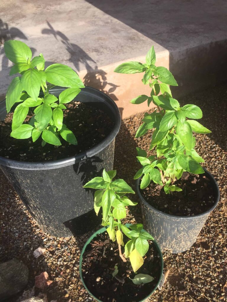 when is basil ready to pick