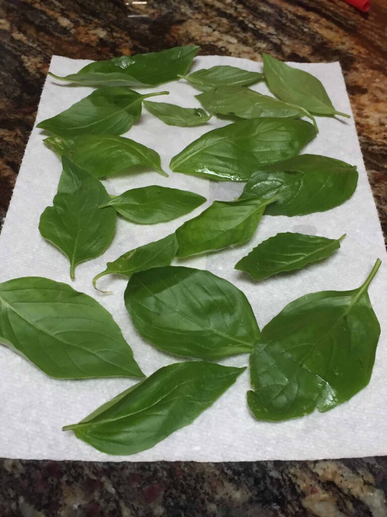 basil harvesting