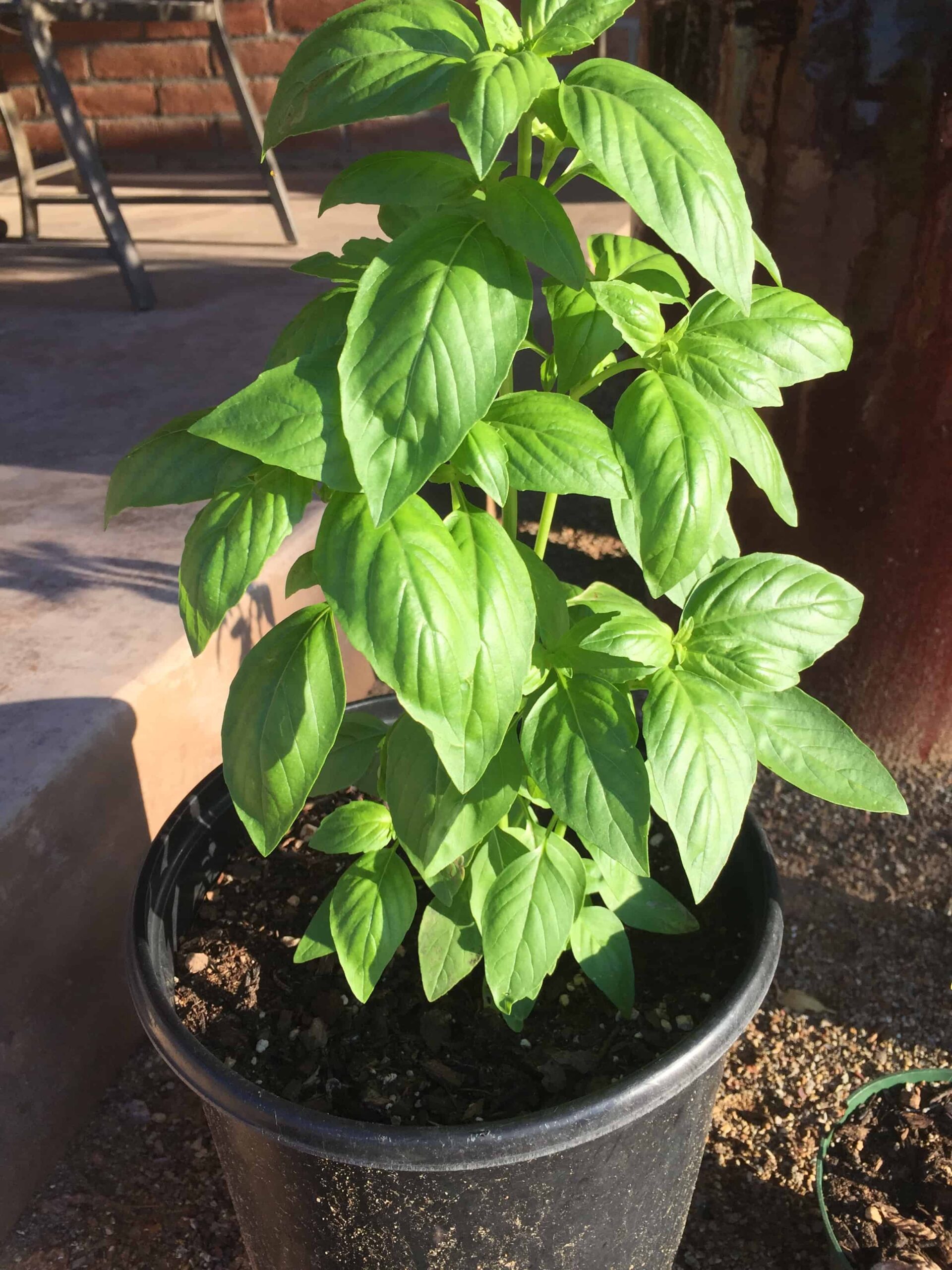 How to Harvest Basil So It Keeps Growing - Rural Living Today