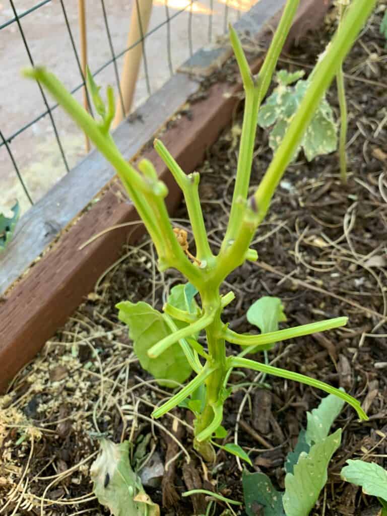 tomato hornworm damage picture of pepper plant defoliated