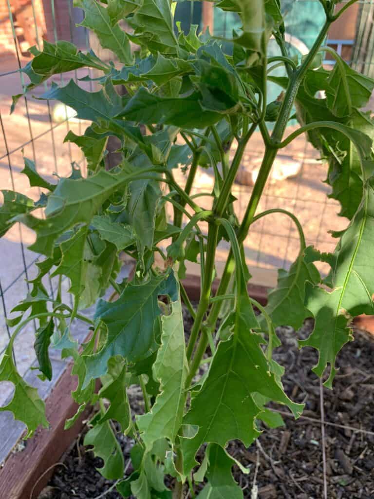 tomato hornworm damage on pepper plant