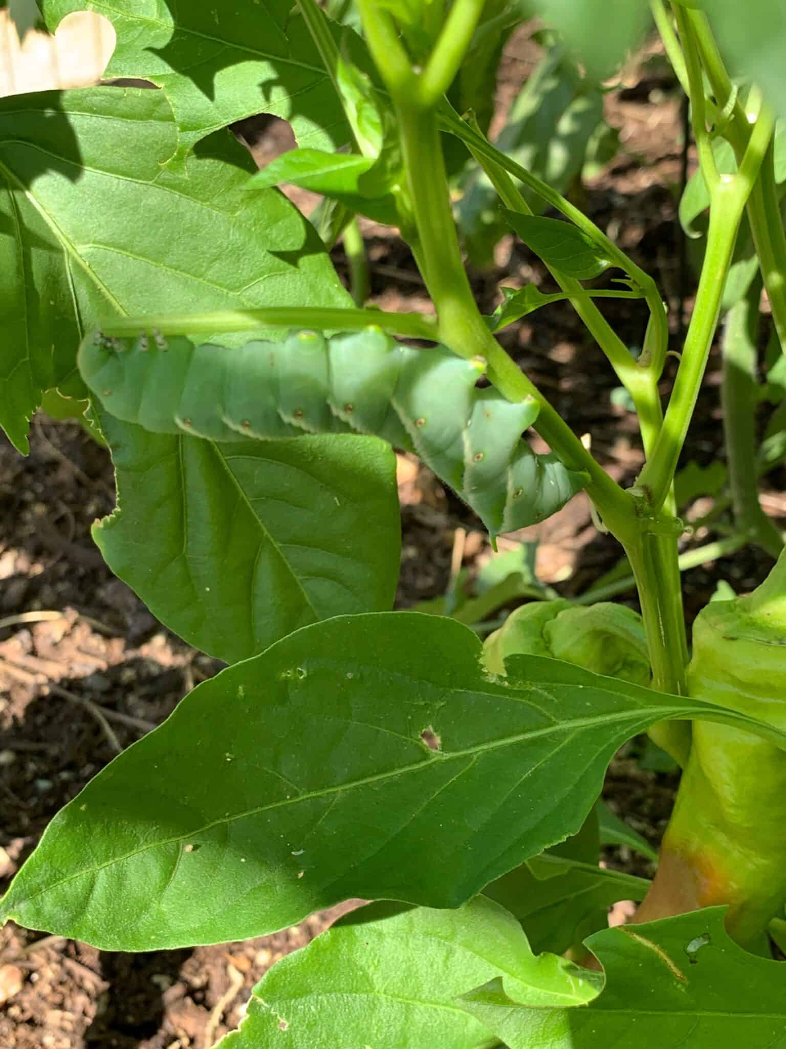 How to Get Rid of Tomato Hornworms | Rural Living Today