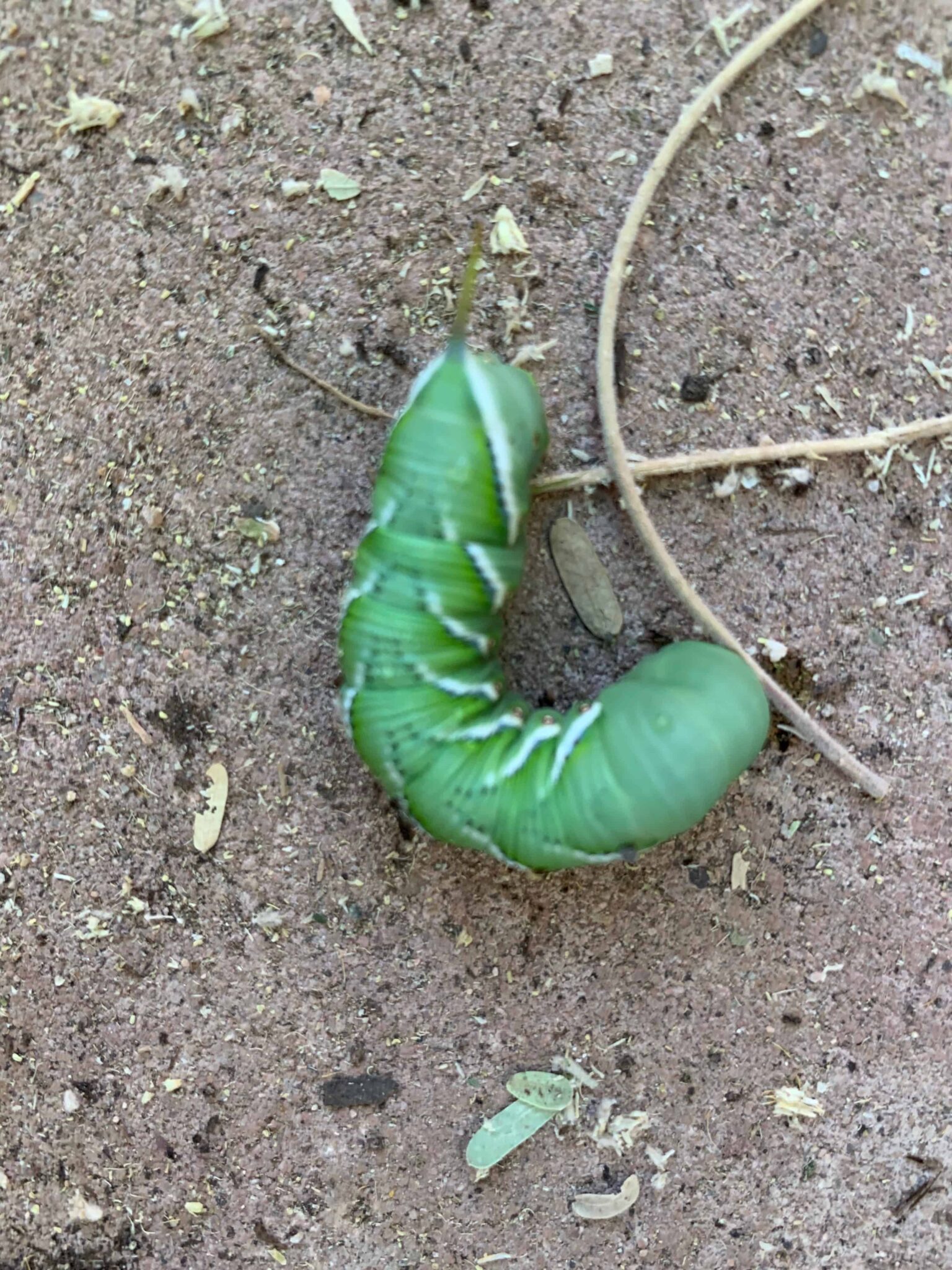 How To Get Rid Of Tomato Hornworms Rural Living Today 4805