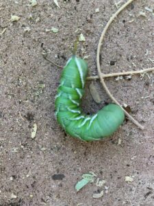 How to get rid of hornworms