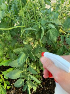 using BT to get rid of tomato hornworms