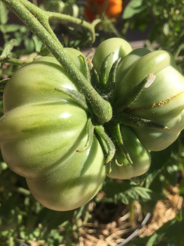 unripe green beefsteak tomato