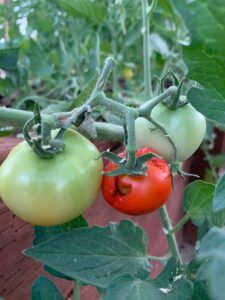 hole in red tomato next to green tomatoes on vine