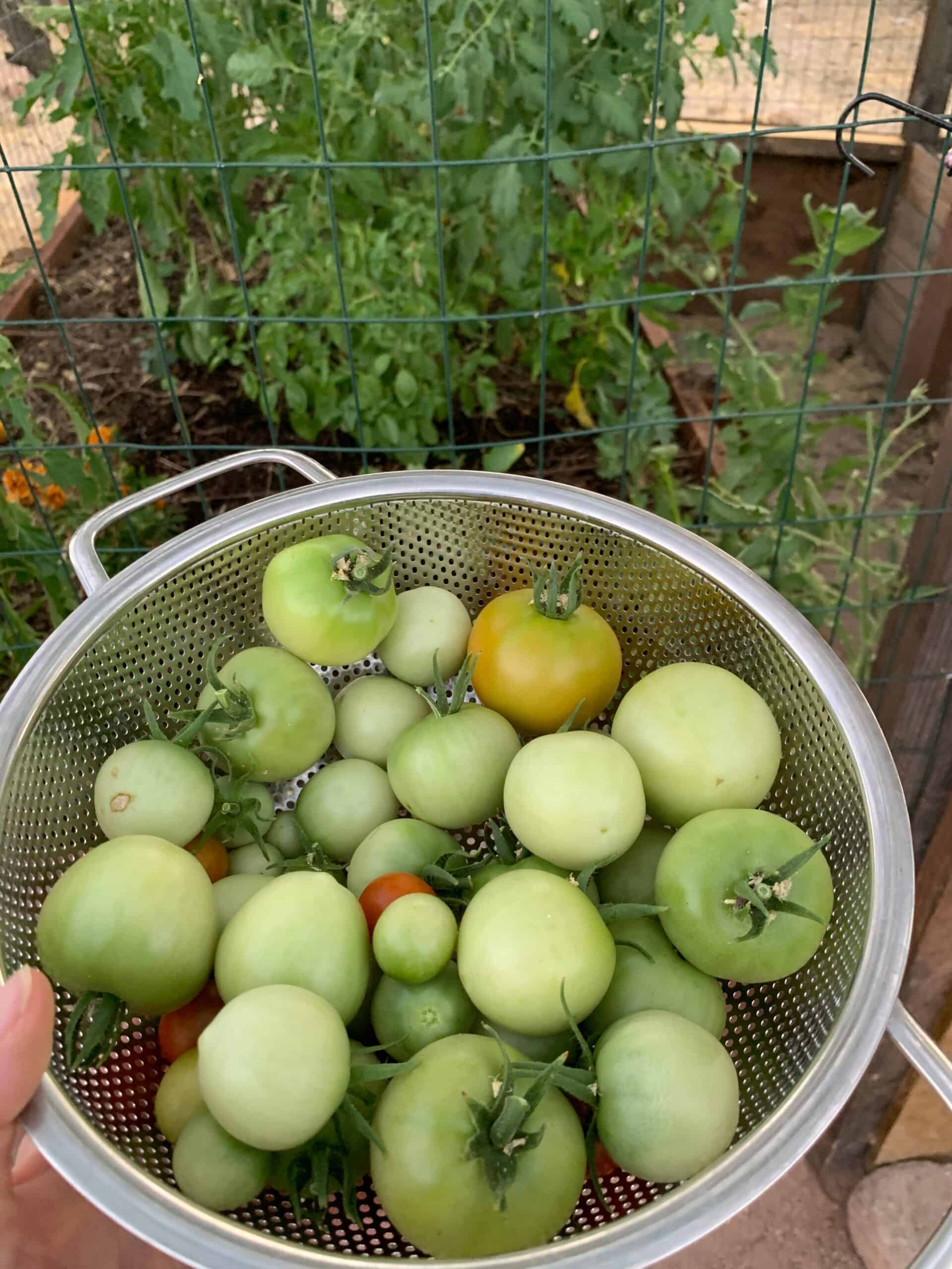how to ripen green tomatoes