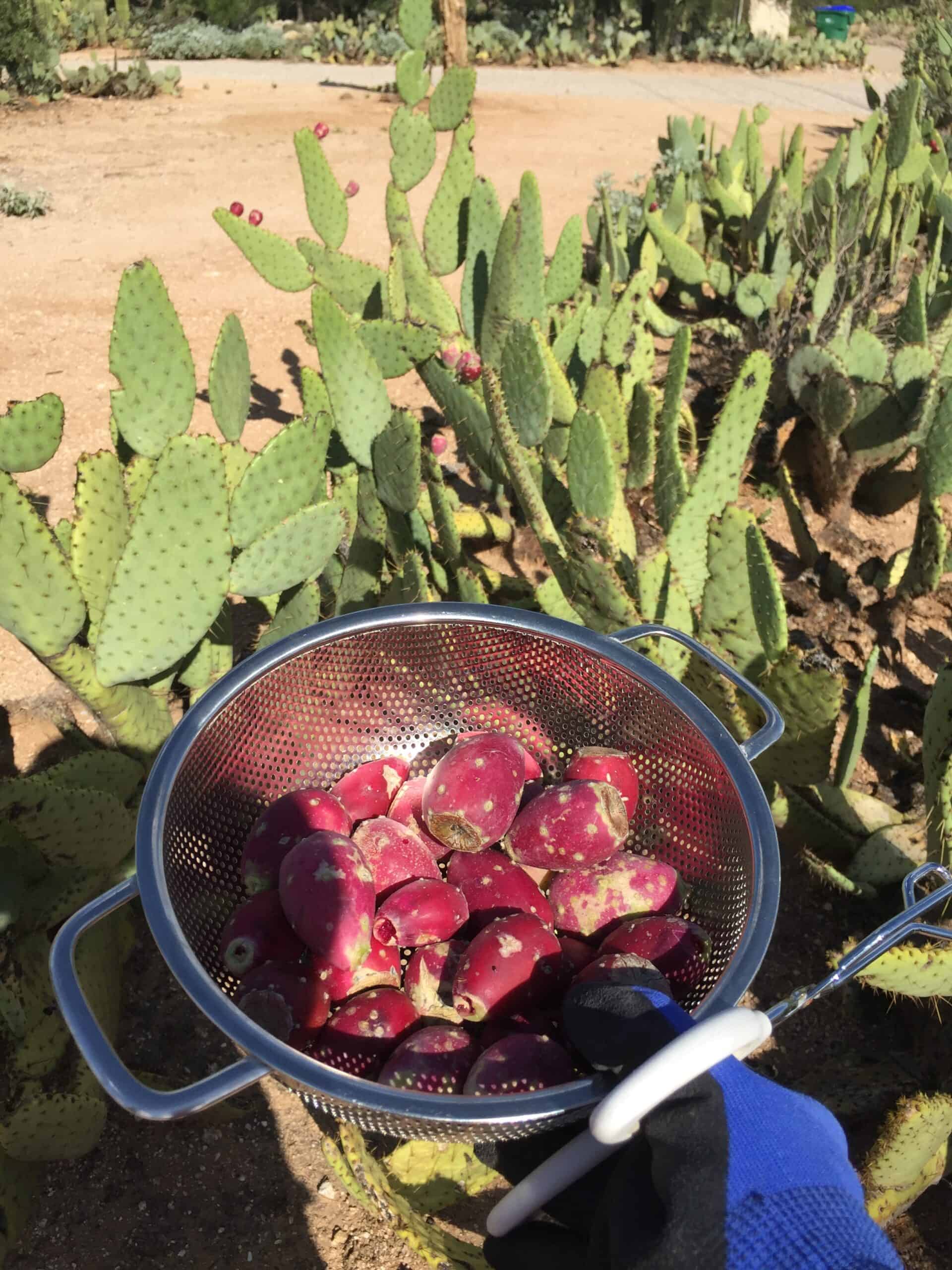 what do you need to pick prickly pear