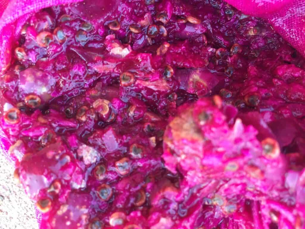 what prickly pear looks like blended but not strained