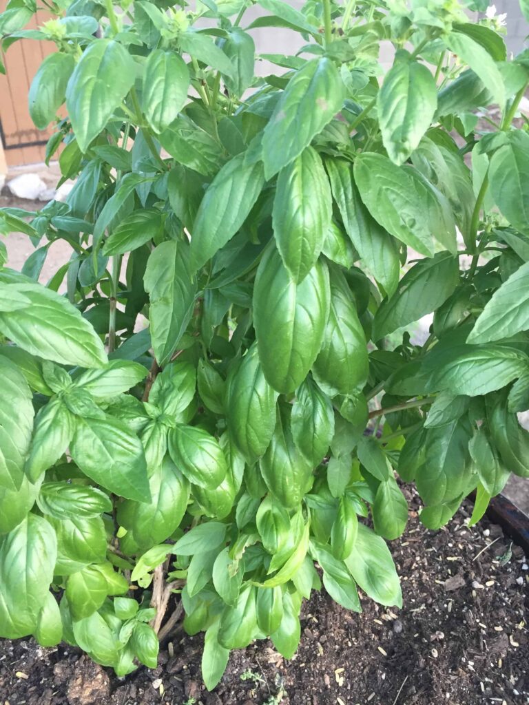 how to pick basil