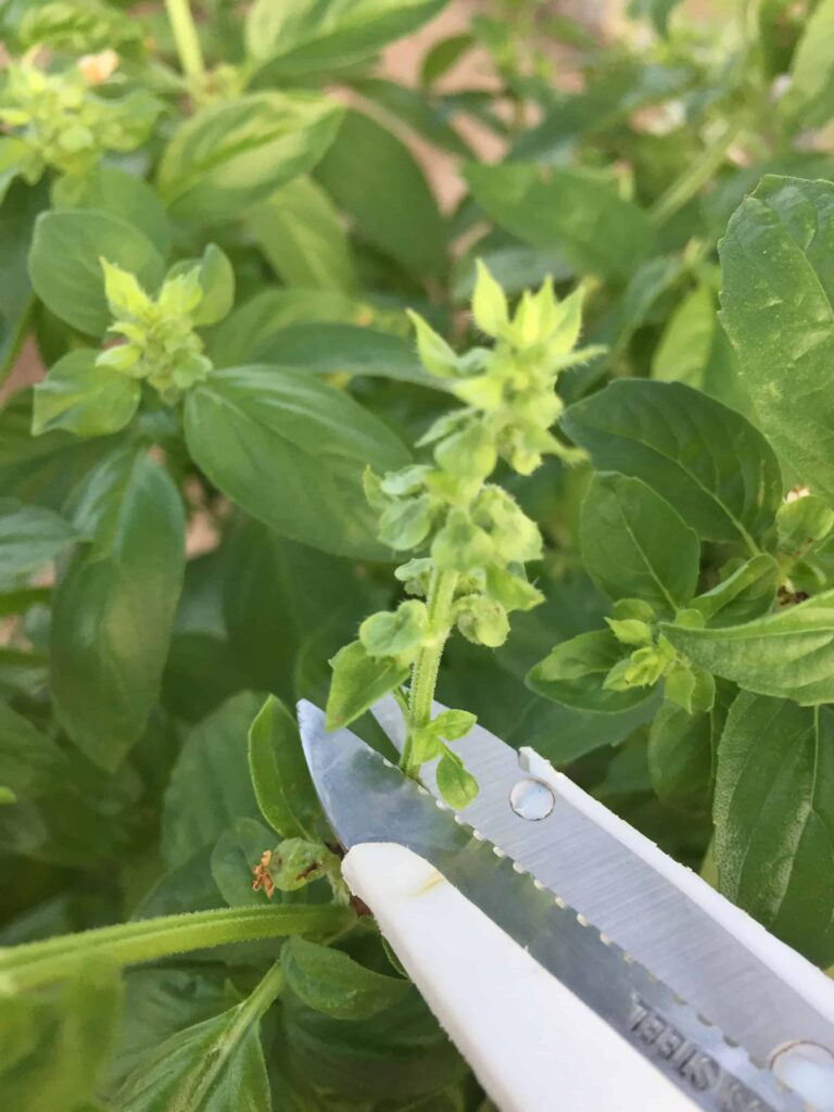 harvesting basil flowers