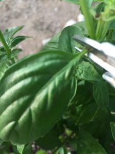 how to pick basil leaves