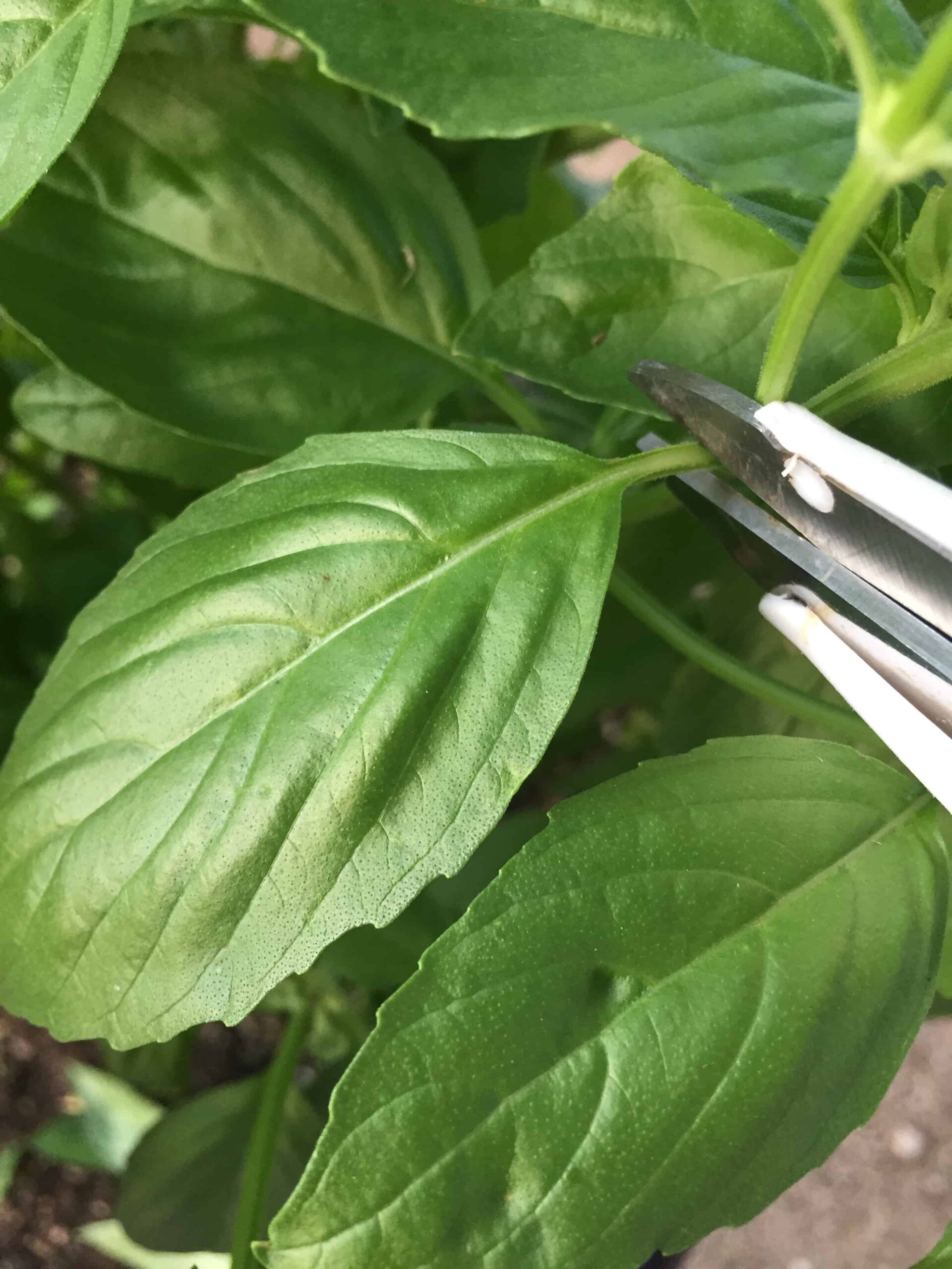 how to harvest basil