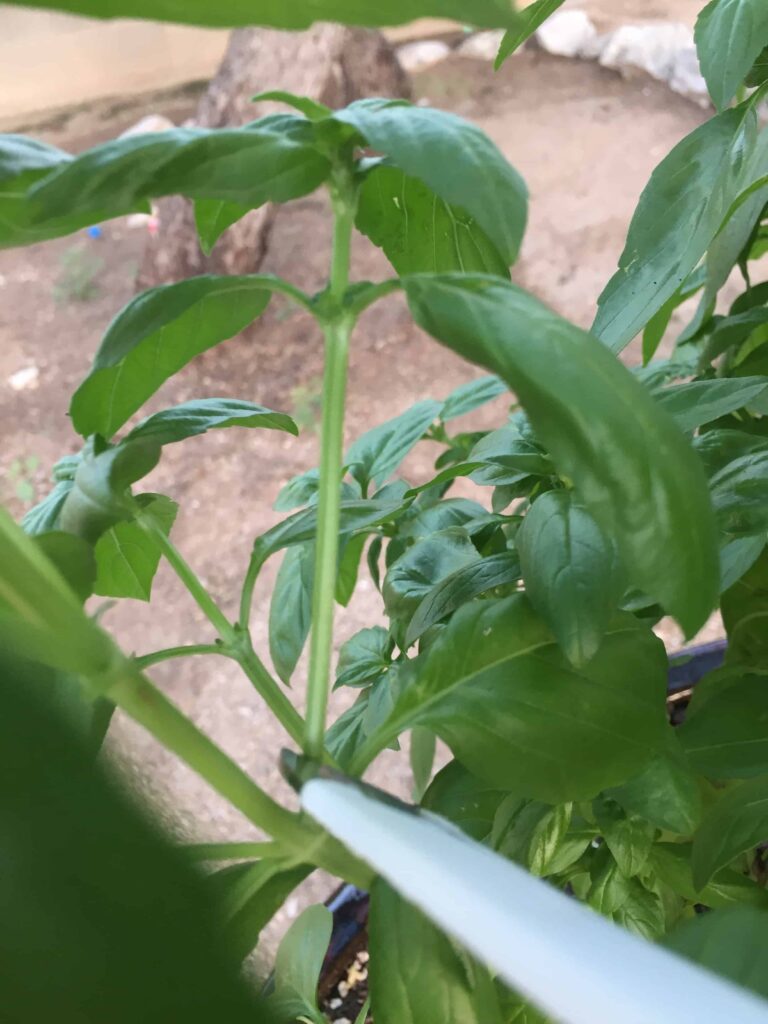 harvesting basil