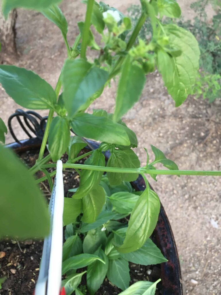 harvest basil