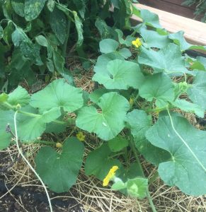 zucchini plant from seed