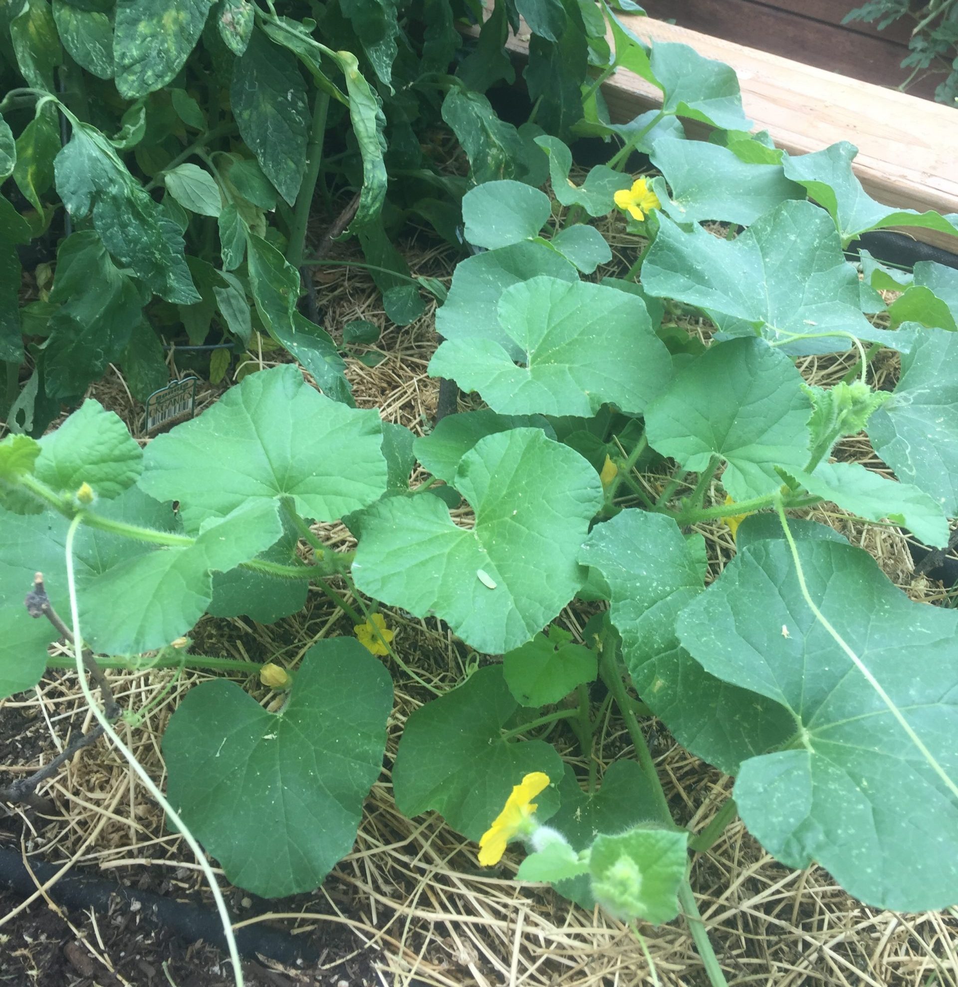 Growing Zucchini Plants Correctly So You Have a Big Harvest Rural