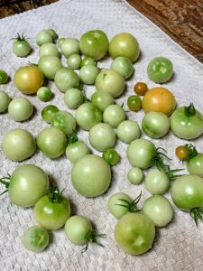 ripen green tomatoes