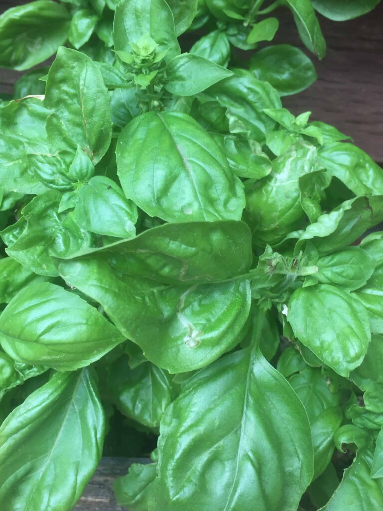 sweet basil