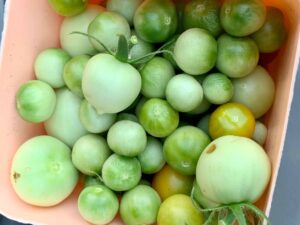 homegrown green tomatoes to ripen indoors