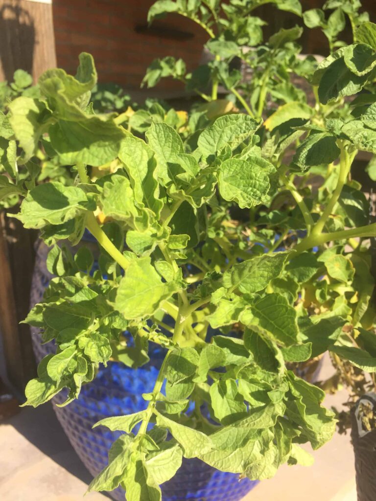 potato plants leaves not ready to harvest