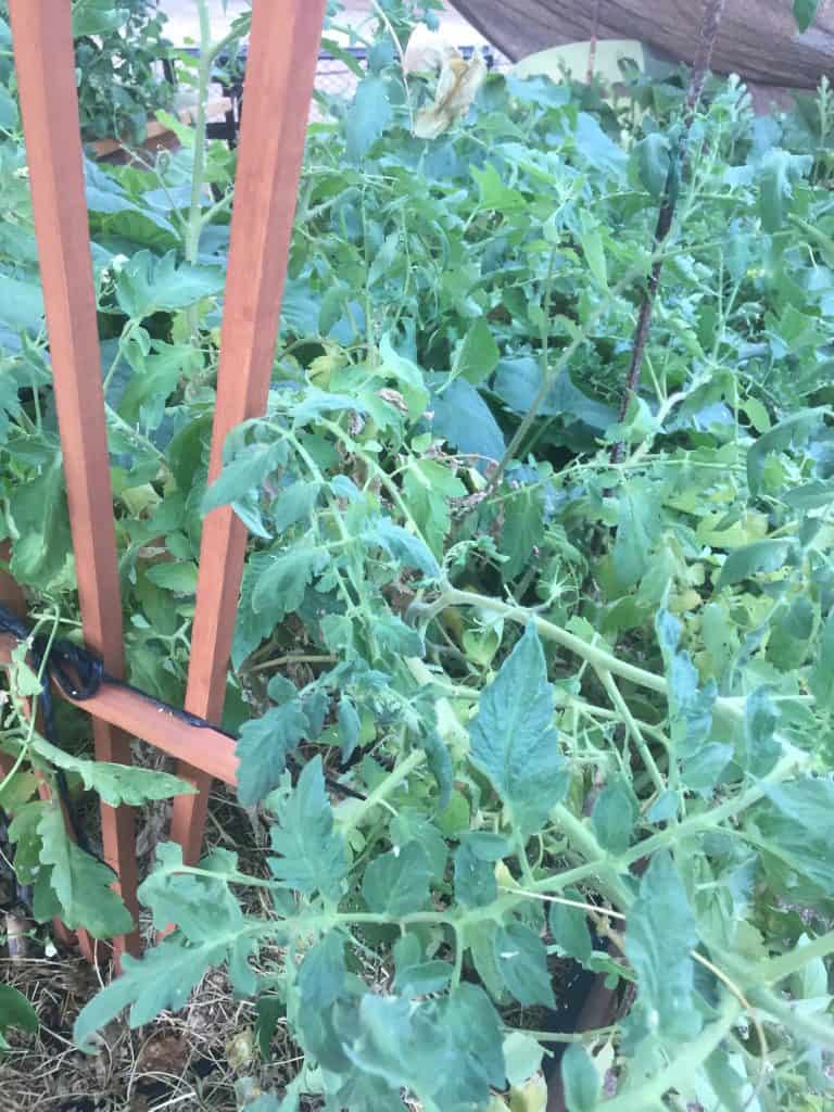 vining tomato plant